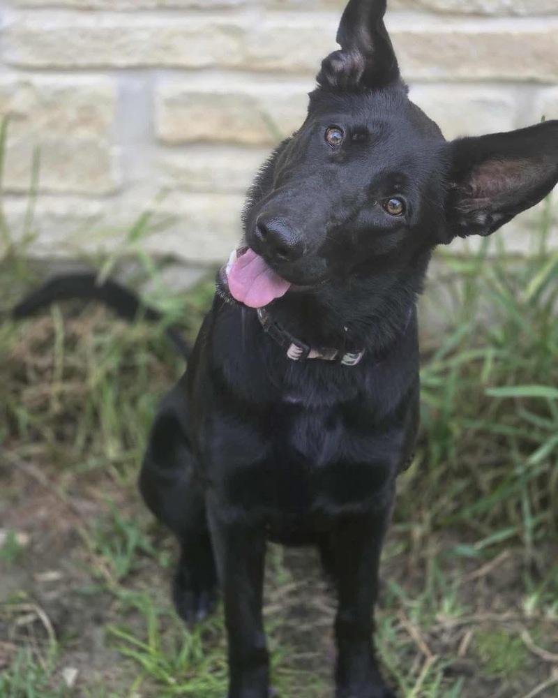 Enlarge Milano, a Adoptable German Shepherd Dog in Brookshire, TX image 4/5