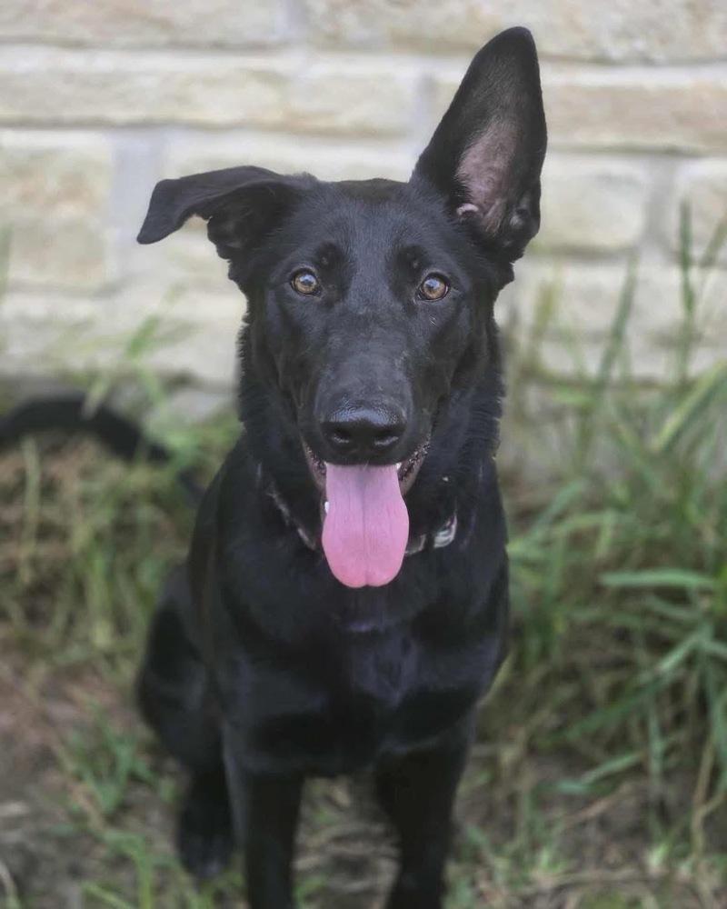 Enlarge Milano, a Adoptable German Shepherd Dog in Brookshire, TX image 5/5