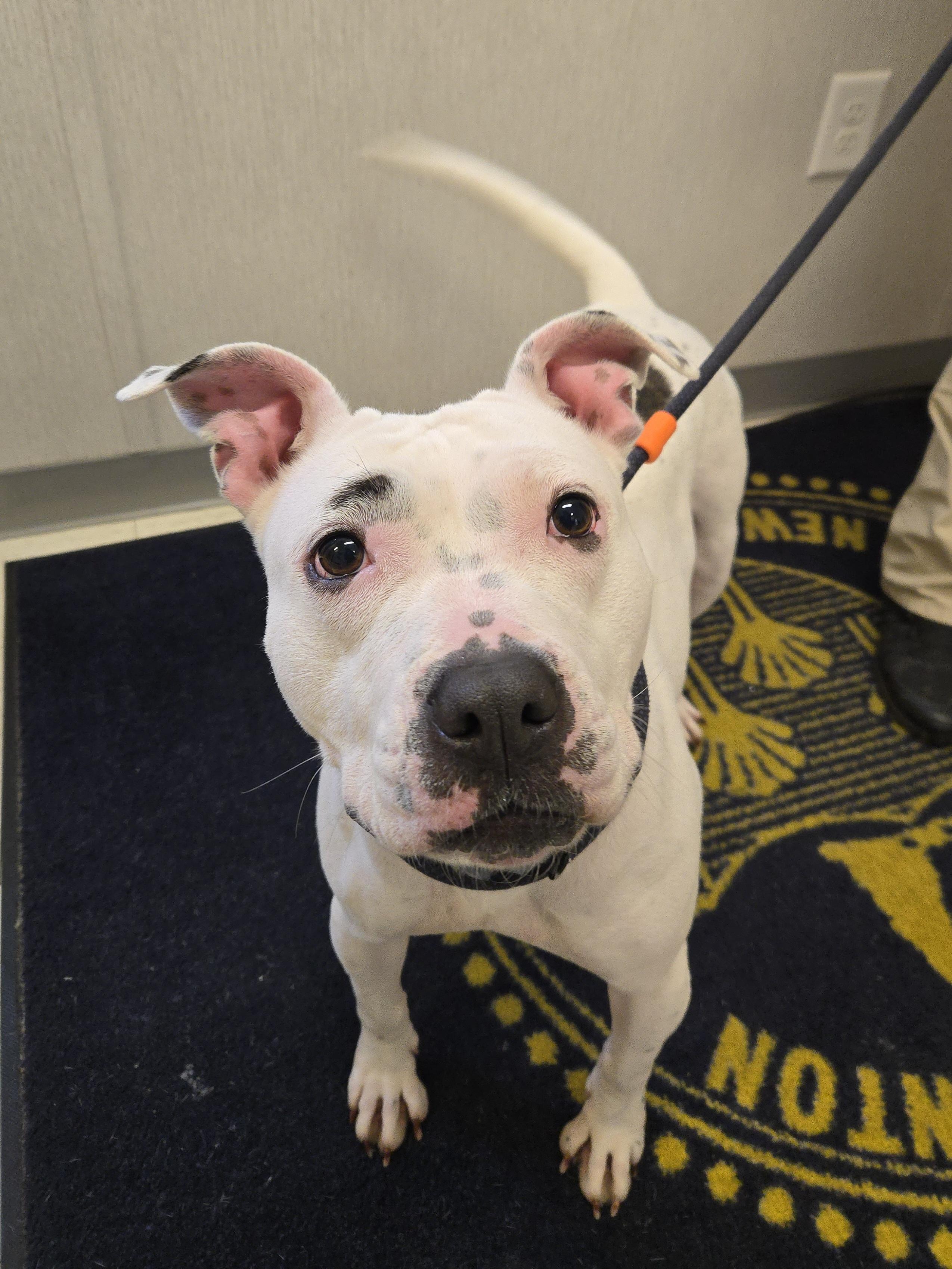 Shade, an adopted Pit Bull Terrier in Trenton, NJ image 2/3