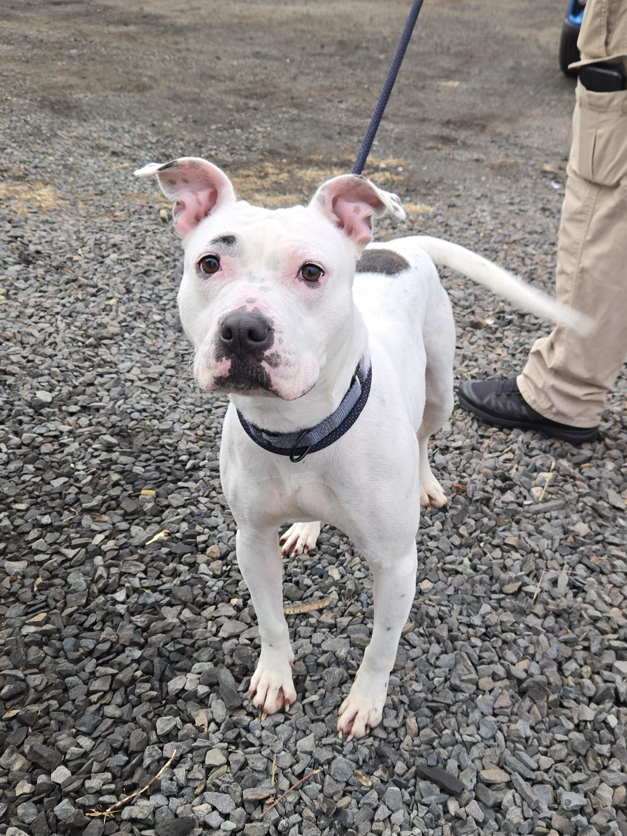 Shade, adopted, Adult Female Pit Bull Terrier.