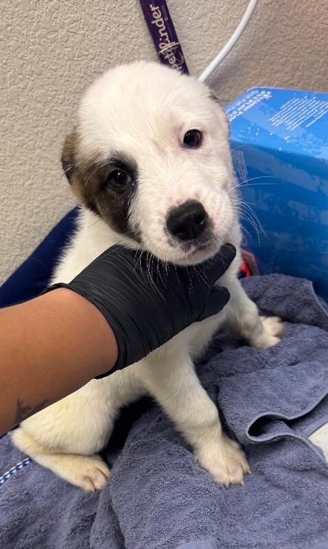 Jack, Adoptable, Young Male Mixed Breed.
