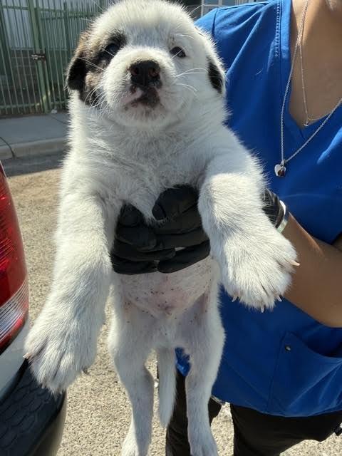 Enlarge Jack, a Adoptable Mixed Breed in Hobbs, NM image 2/4