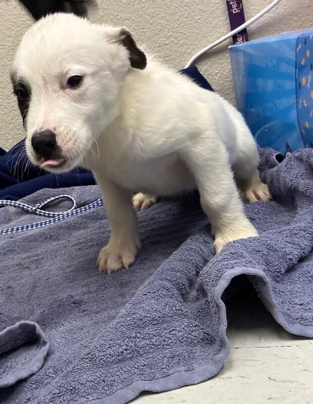 Enlarge Jack, a Adoptable Mixed Breed in Hobbs, NM image 3/4