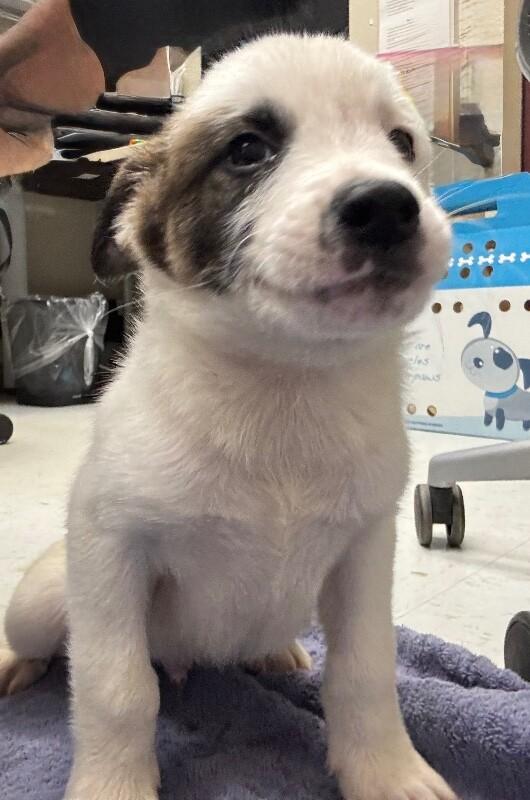 Enlarge Jack, a Adoptable Mixed Breed in Hobbs, NM image 4/4