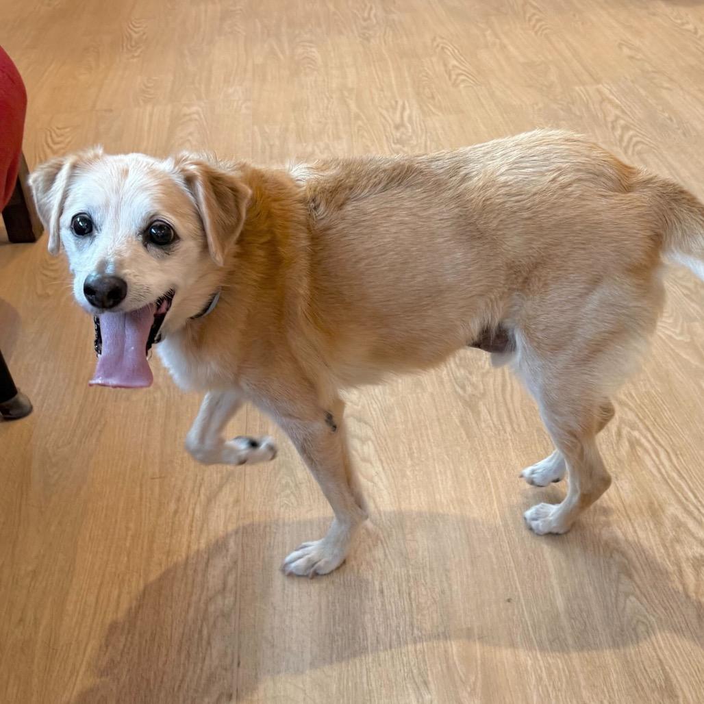 Enlarge Marbles  13666, a Adoptable mixed breed in San Francisco, CA image 1/6