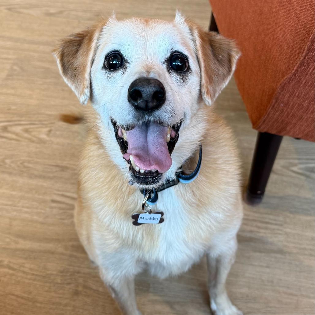 Enlarge Marbles  13666, a Adoptable mixed breed in San Francisco, CA image 2/6