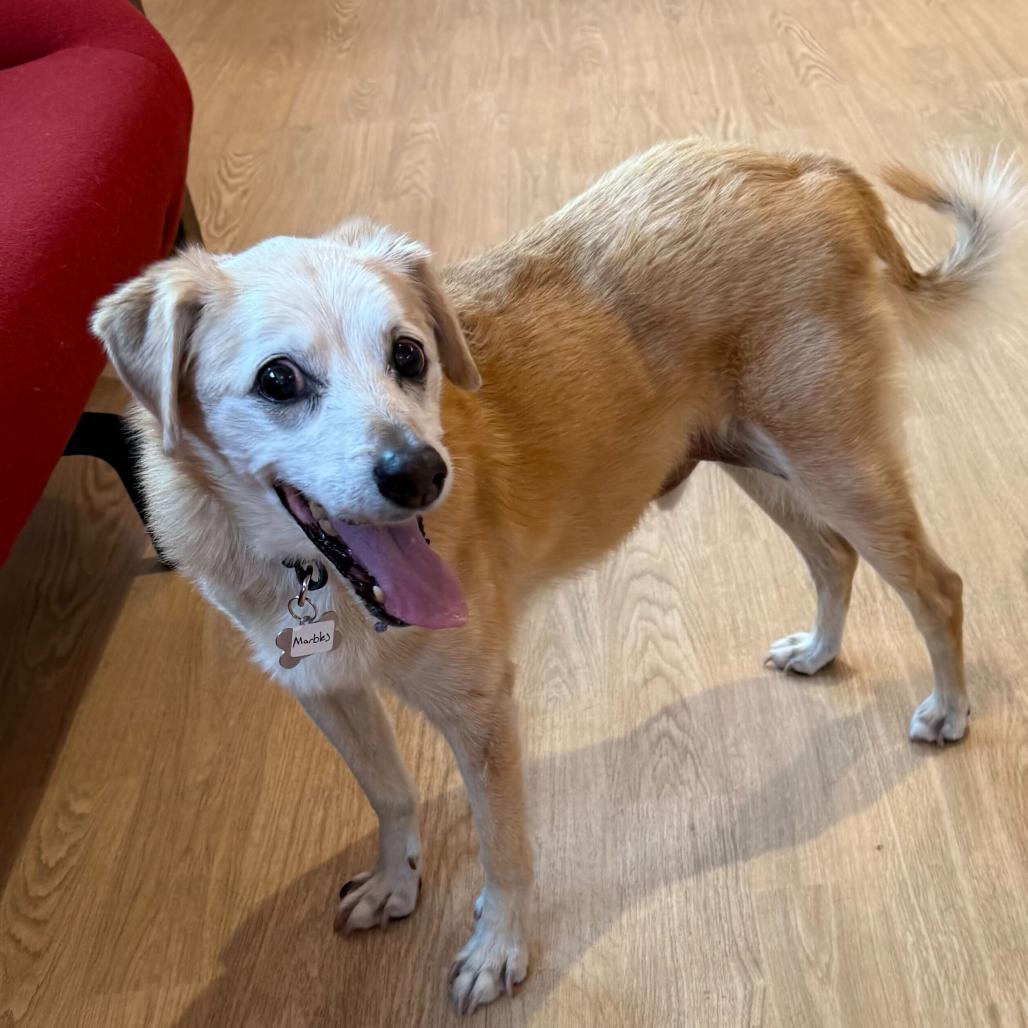 Enlarge Marbles  13666, a Adoptable mixed breed in San Francisco, CA image 3/6