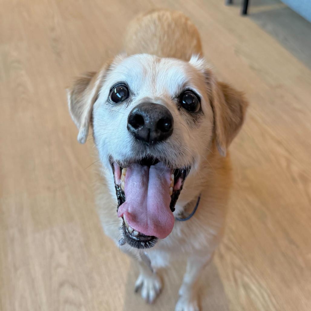 Enlarge Marbles  13666, a Adoptable mixed breed in San Francisco, CA image 4/6