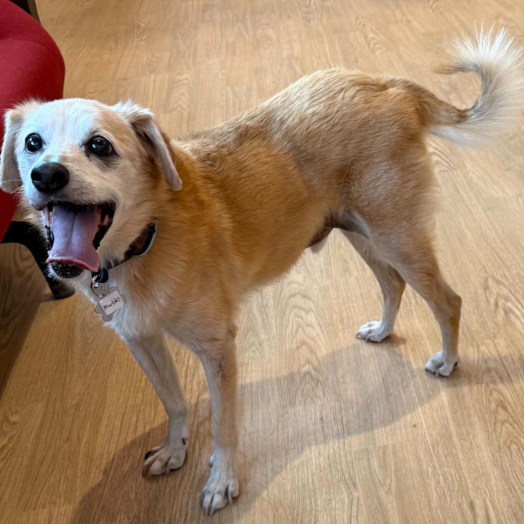 Enlarge Marbles  13666, a Adoptable mixed breed in San Francisco, CA image 5/6