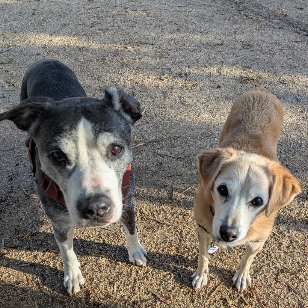 Enlarge Marbles  13666, a Adoptable mixed breed in San Francisco, CA image 6/6