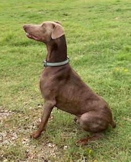 Enlarge Duke, a Adoptable Doberman Pinscher in Benbrook, TX image 2/3