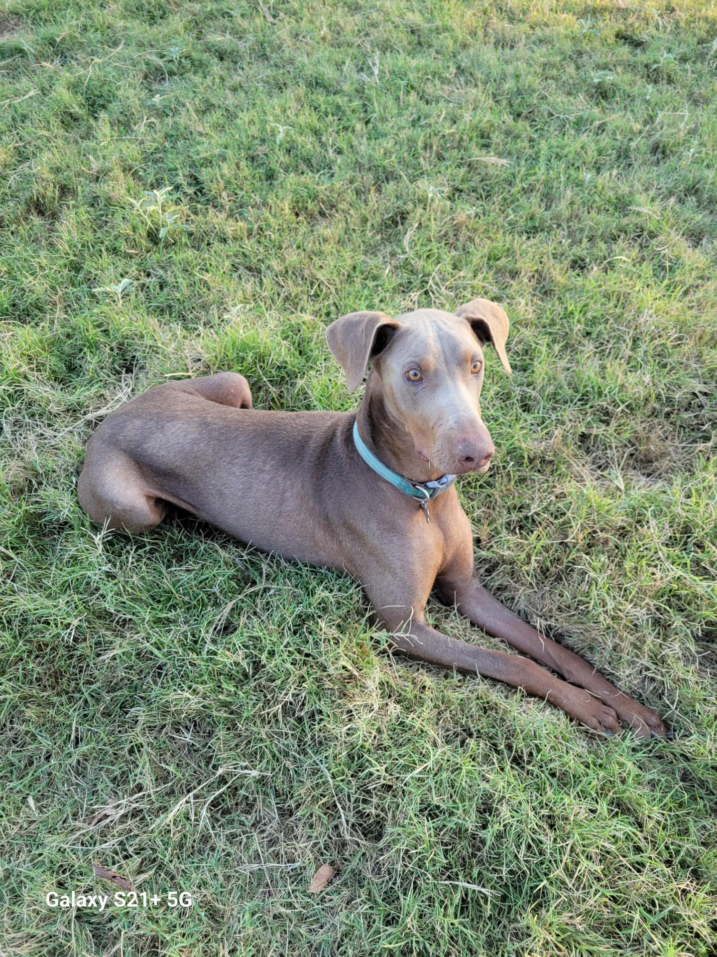 Duke, Adoptable, Adult Male Doberman Pinscher.