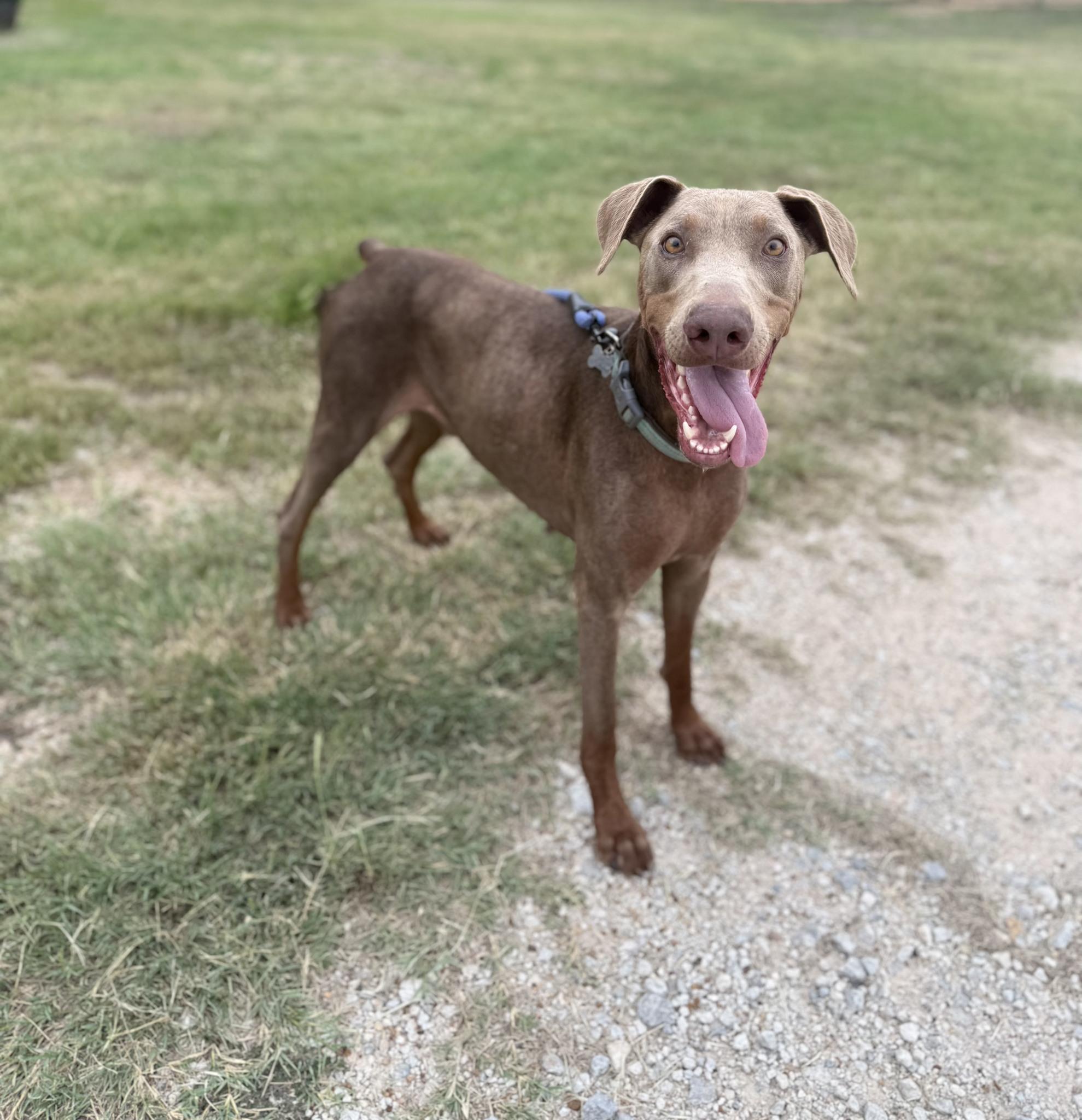 Enlarge Duke, a Adoptable Doberman Pinscher in Benbrook, TX image 3/3