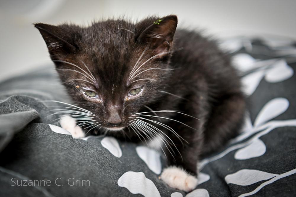 August, Adoptable, Kitten Male Domestic Short Hair.