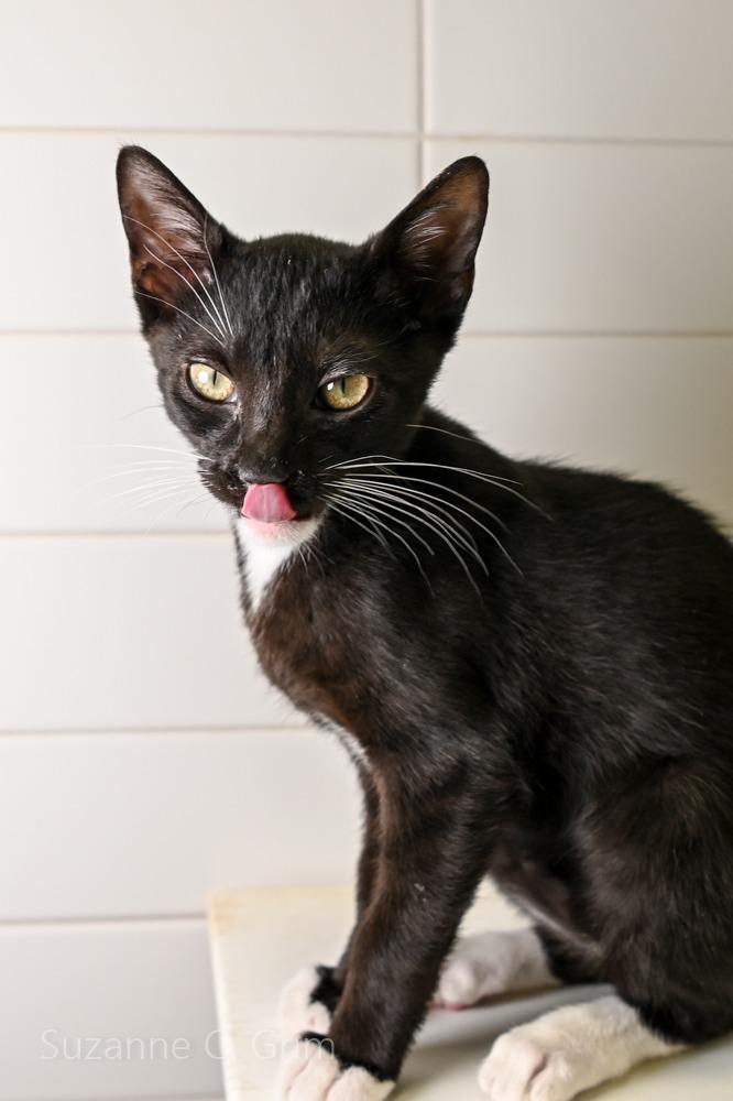 August, Adoptable, Kitten Male Domestic Short Hair.