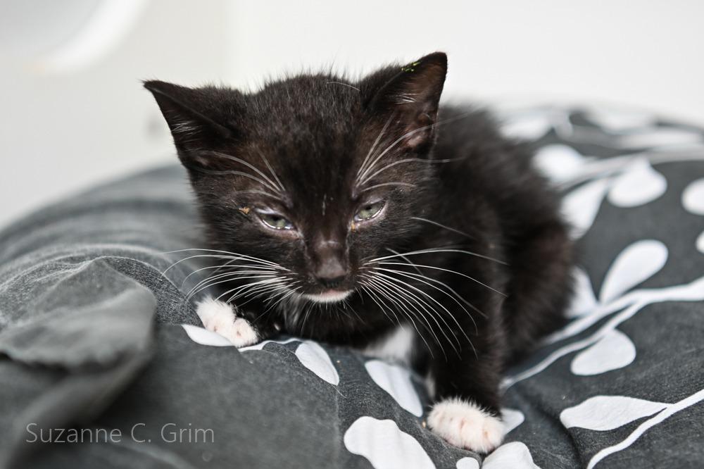 August, a Adoptable mixed breed in New Orleans, LA image 2/3