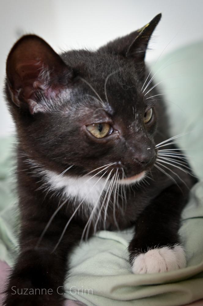 August, Adoptable, Kitten Male Domestic Short Hair.