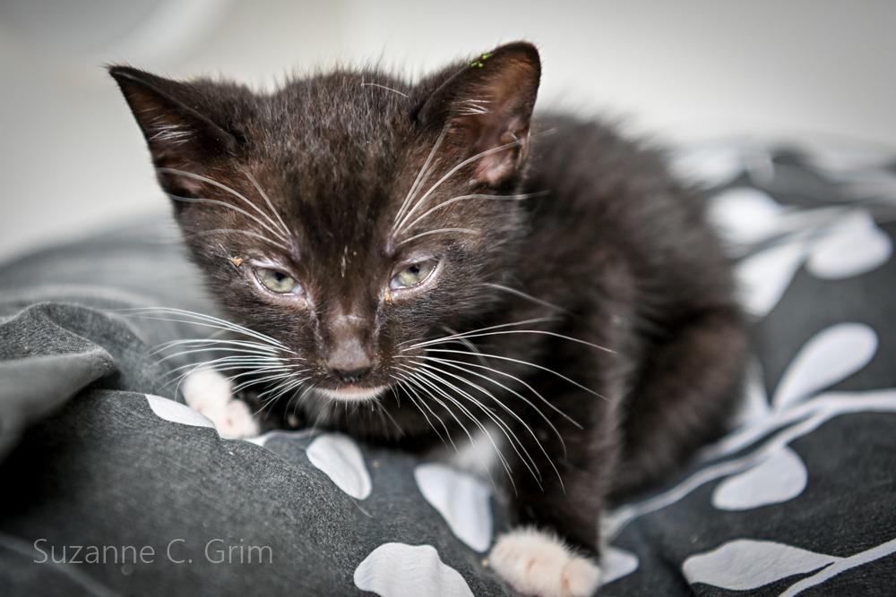 August, a Adoptable mixed breed in New Orleans, LA image 3/3