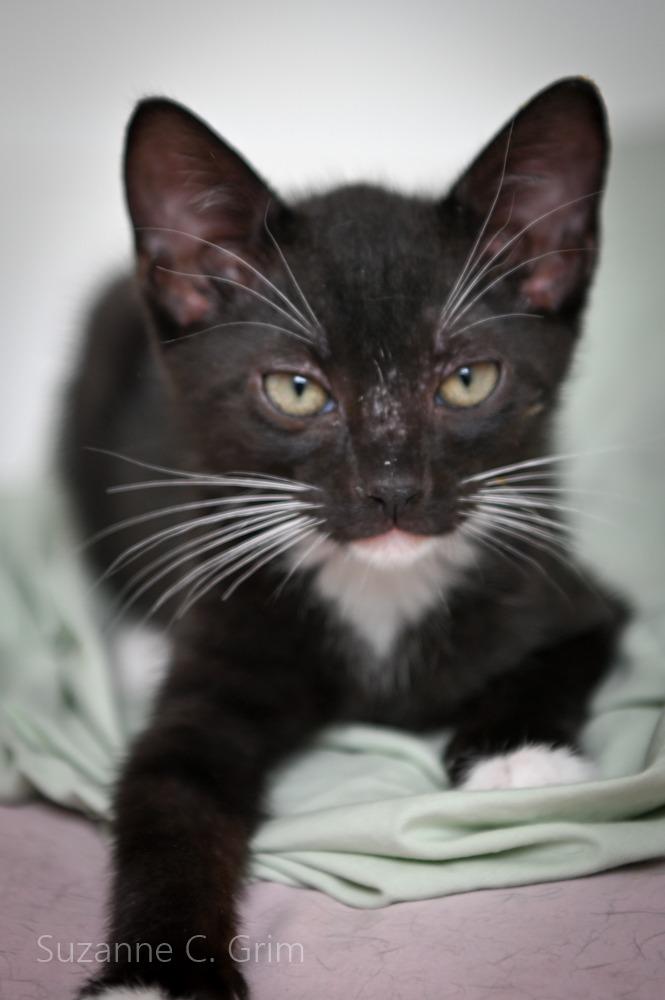 August, a Adoptable mixed breed in New Orleans, LA image 2/3