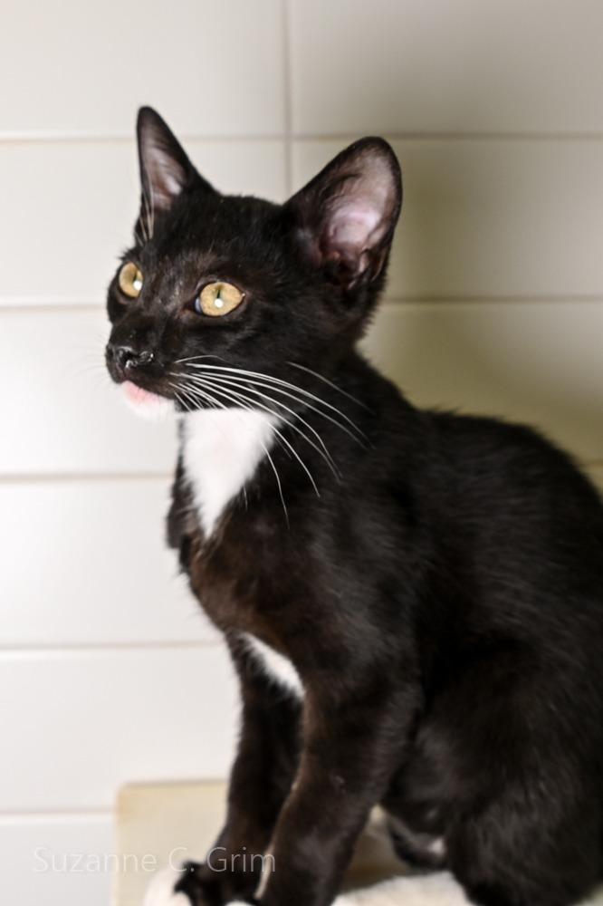 Enlarge August, a Adoptable mixed breed in New Orleans, LA image 2/3