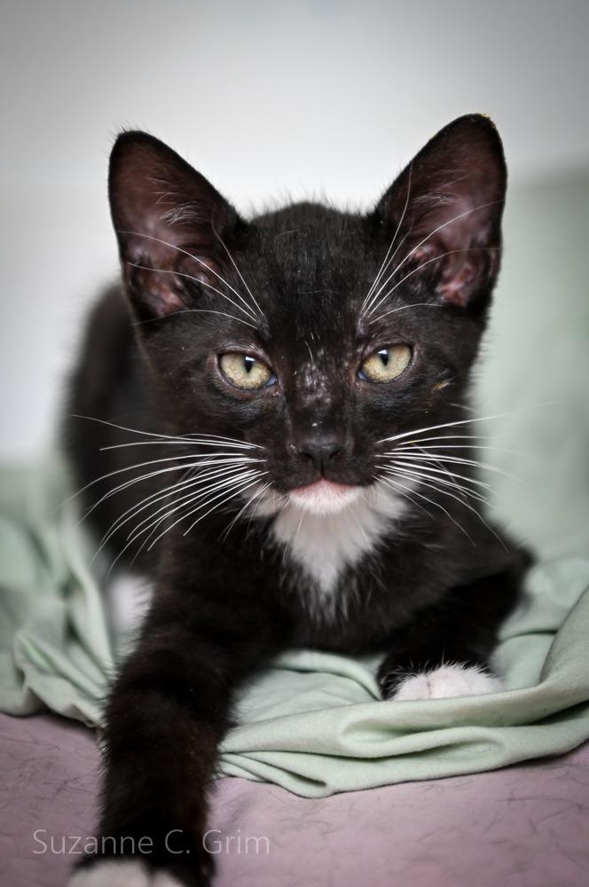 August, a Adoptable mixed breed in New Orleans, LA image 3/3