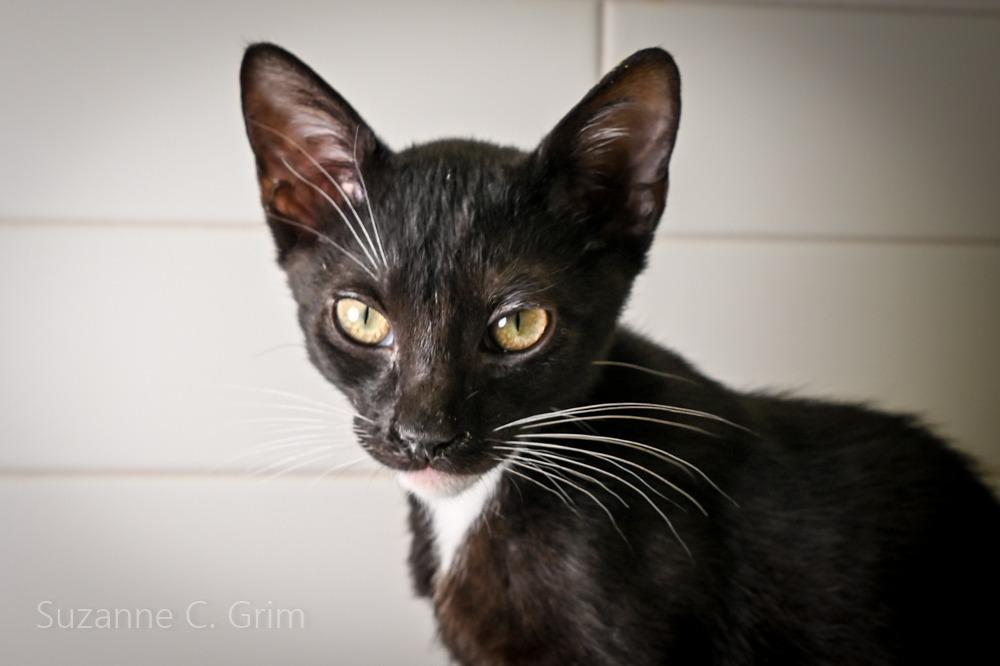 Enlarge August, a Adoptable mixed breed in New Orleans, LA image 3/3