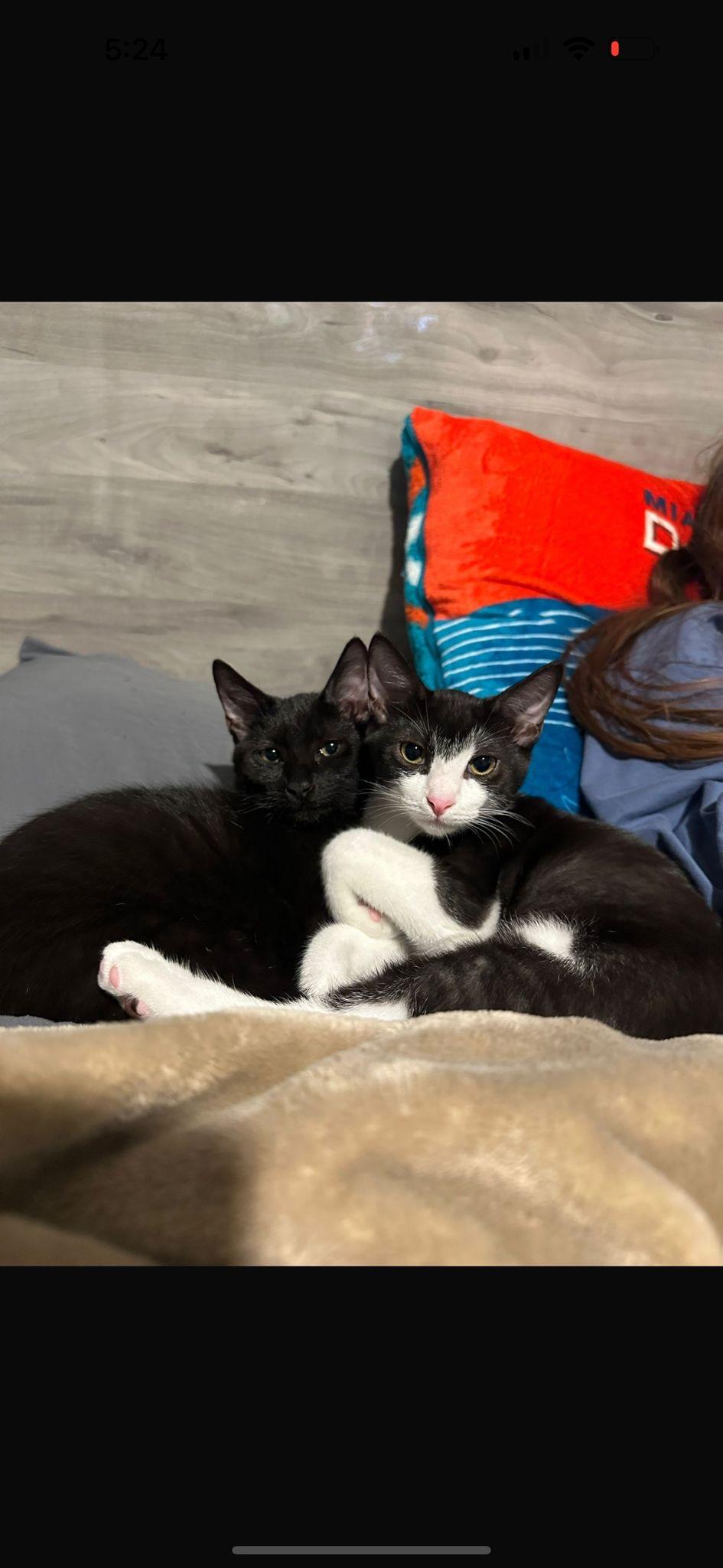 Ghost Pepper, Adopted, Kitten Female American Shorthair & Tuxedo.