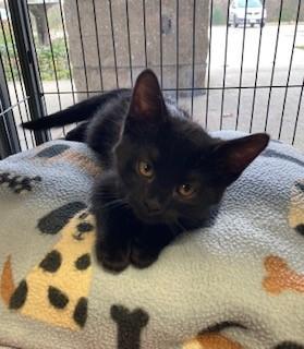 Enlarge Mischief, a Adoptable Domestic Short Hair in Mason City, IA image 1/2