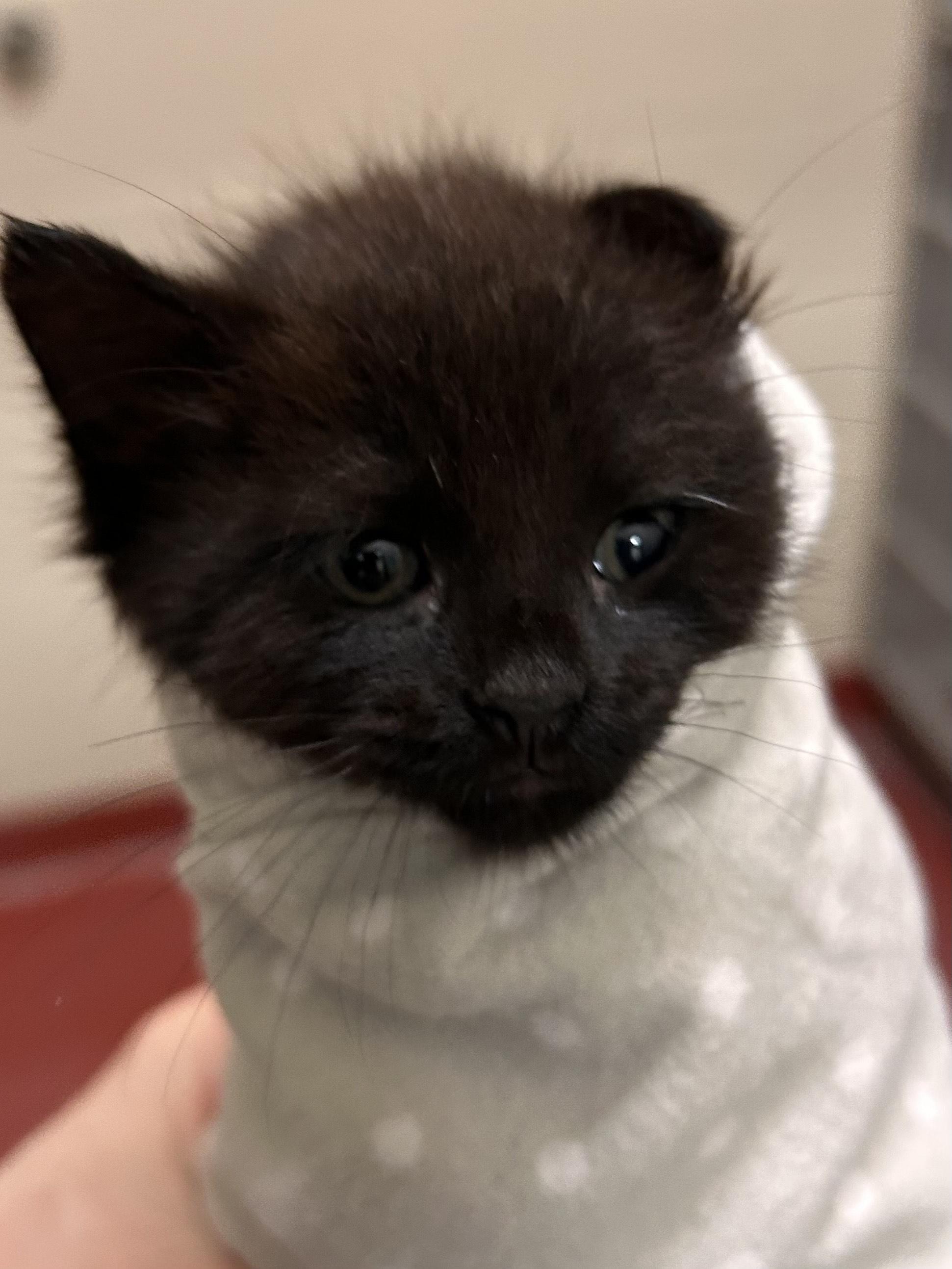 Enlarge Mischief, a Adoptable Domestic Short Hair in Mason City, IA image 2/2