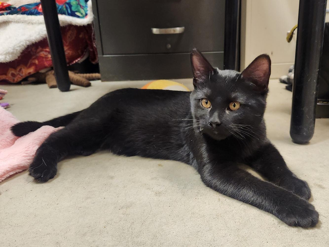 Mischief, Adoptable, Kitten Male Domestic Short Hair.