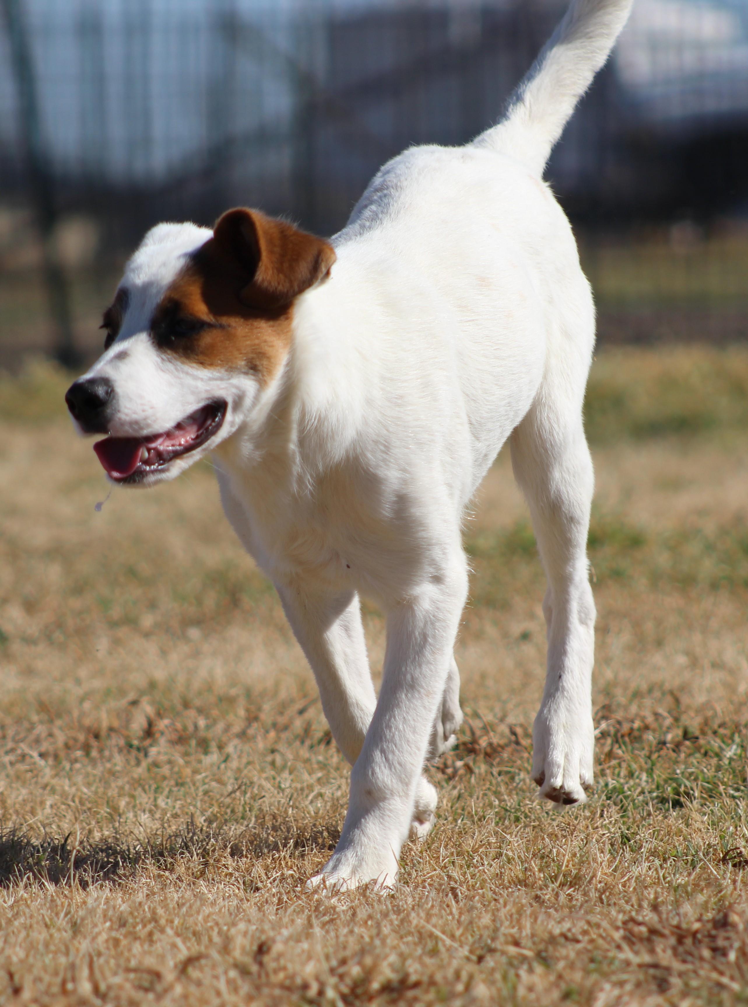 Enlarge Hector, an adoptable Mixed Breed in Temple, TX image 3/5