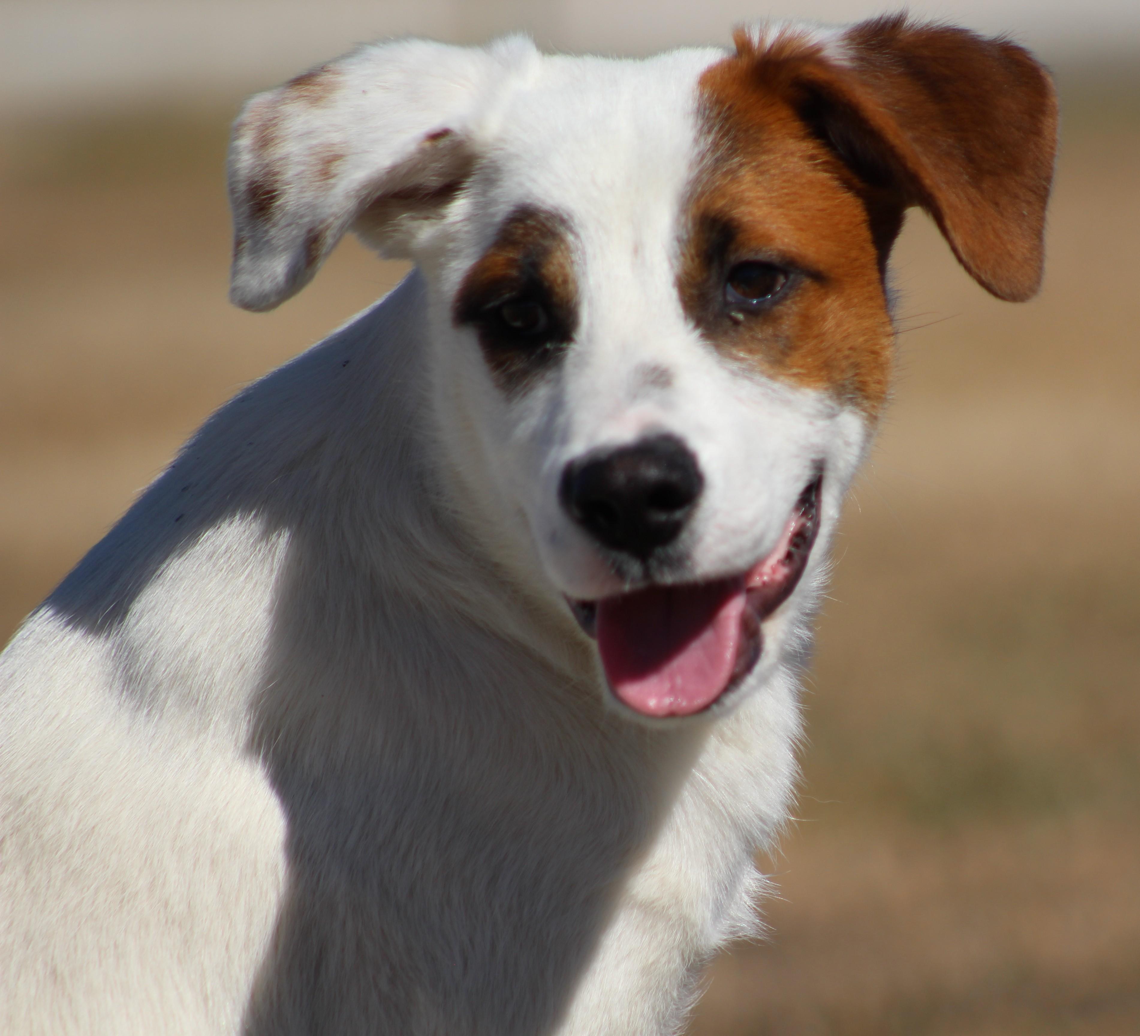 Enlarge Hector, an adoptable Mixed Breed in Temple, TX image 4/5