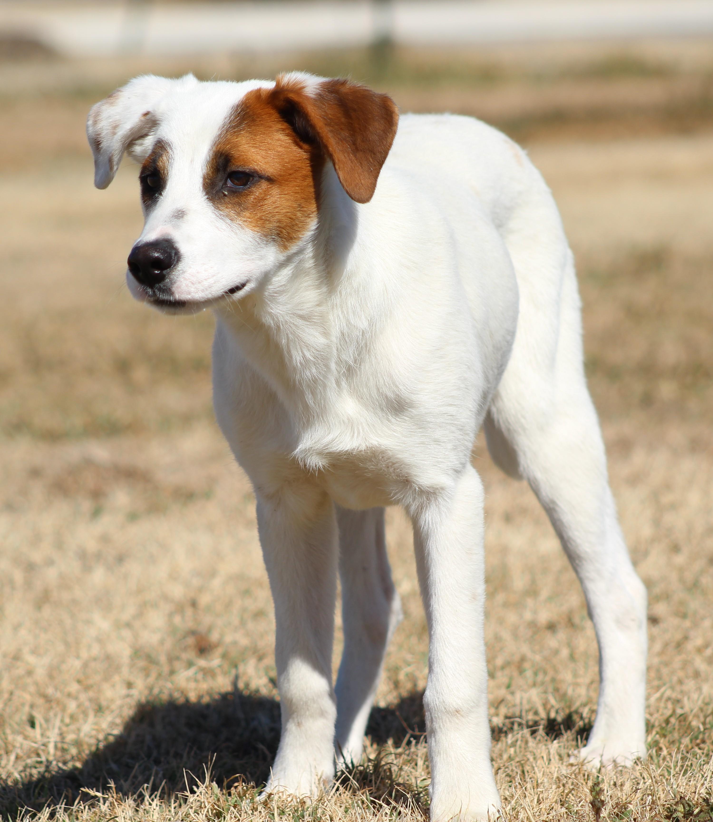 Enlarge Hector, an adoptable Mixed Breed in Temple, TX image 2/5