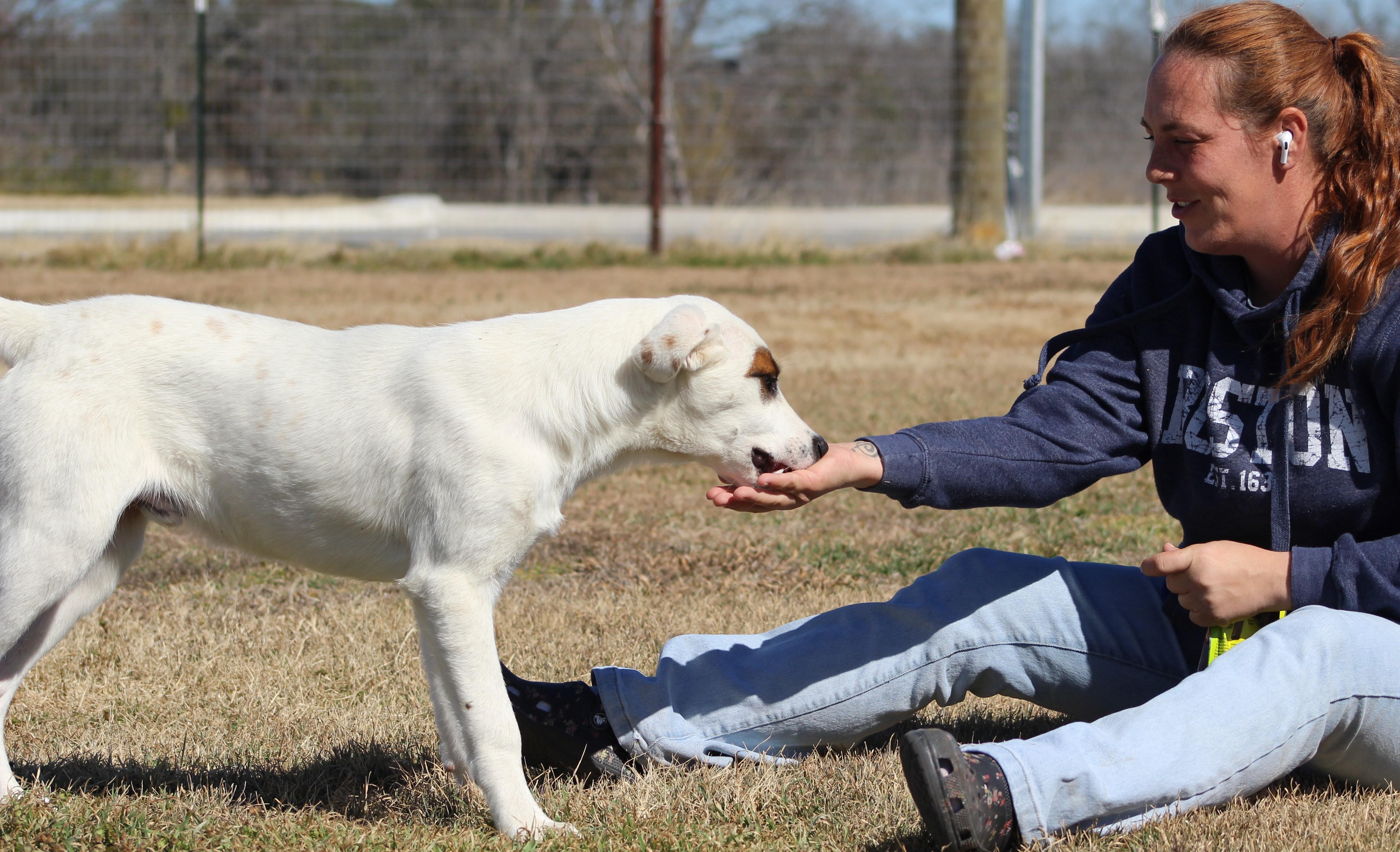 Enlarge Hector, an adoptable Mixed Breed in Temple, TX image 5/5