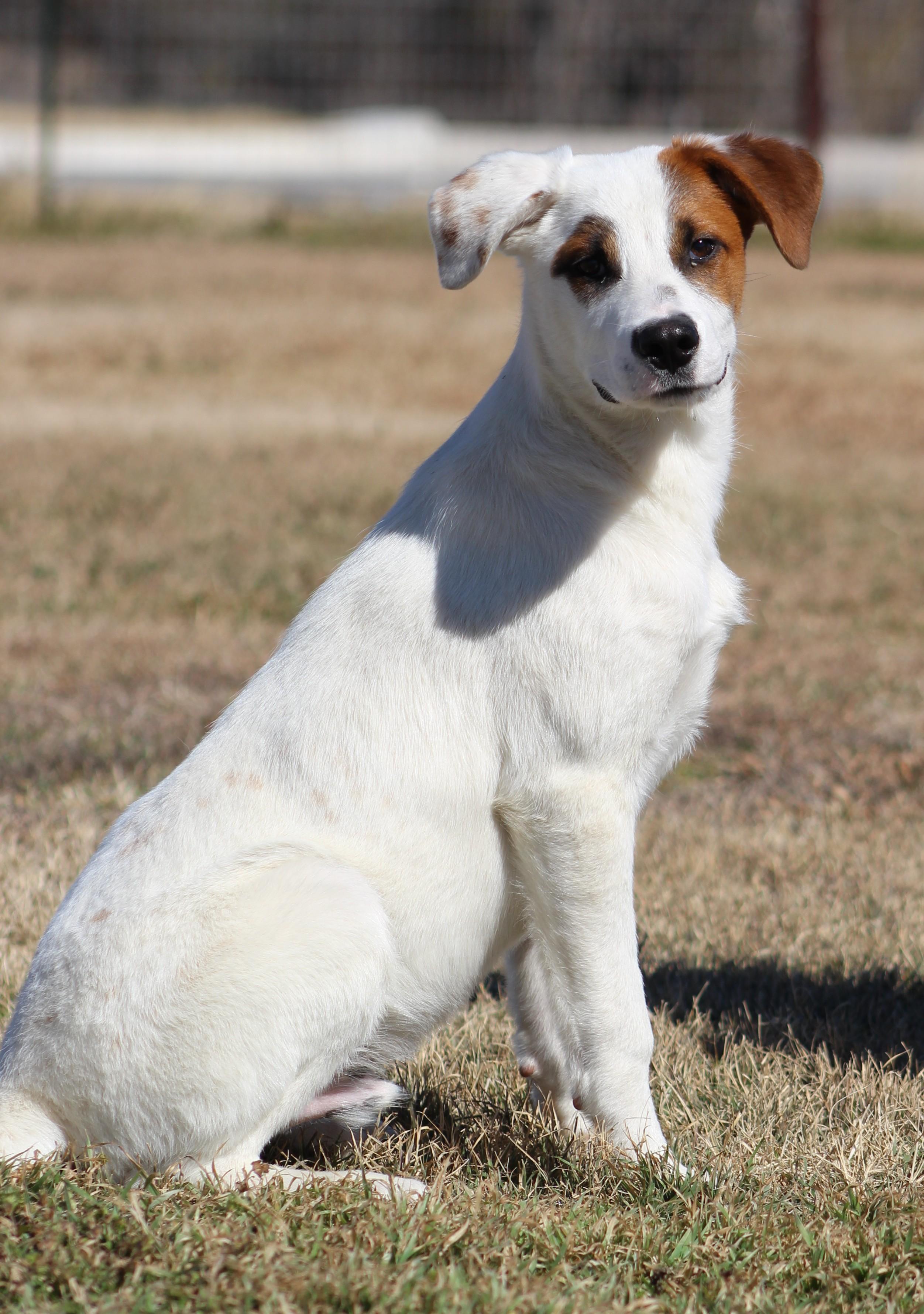 Enlarge Hector, an adoptable Mixed Breed in Temple, TX image 1/5