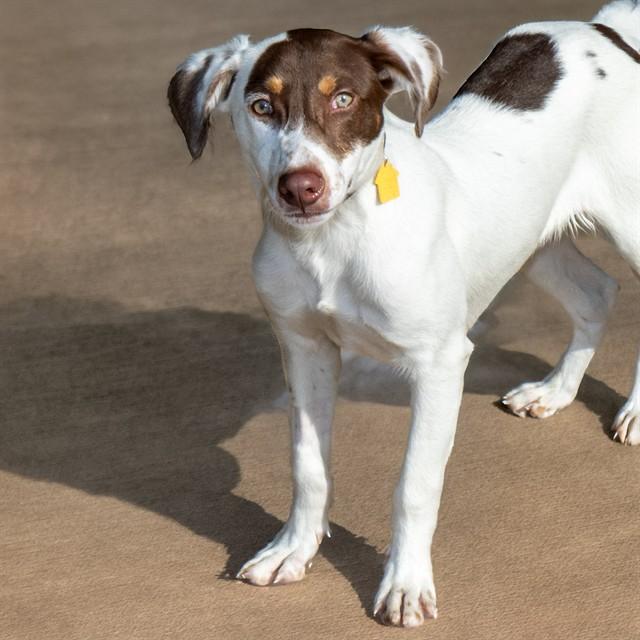 WILEY, Adoptable, Young Male Labrador Retriever & Mixed Breed.