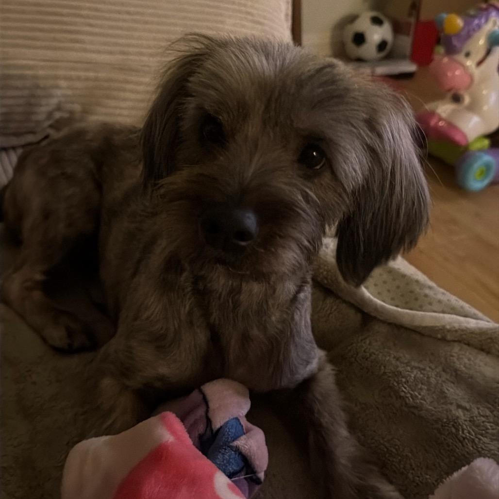 Ellie, Adoptable, Adult Female Shih Tzu & Havanese.