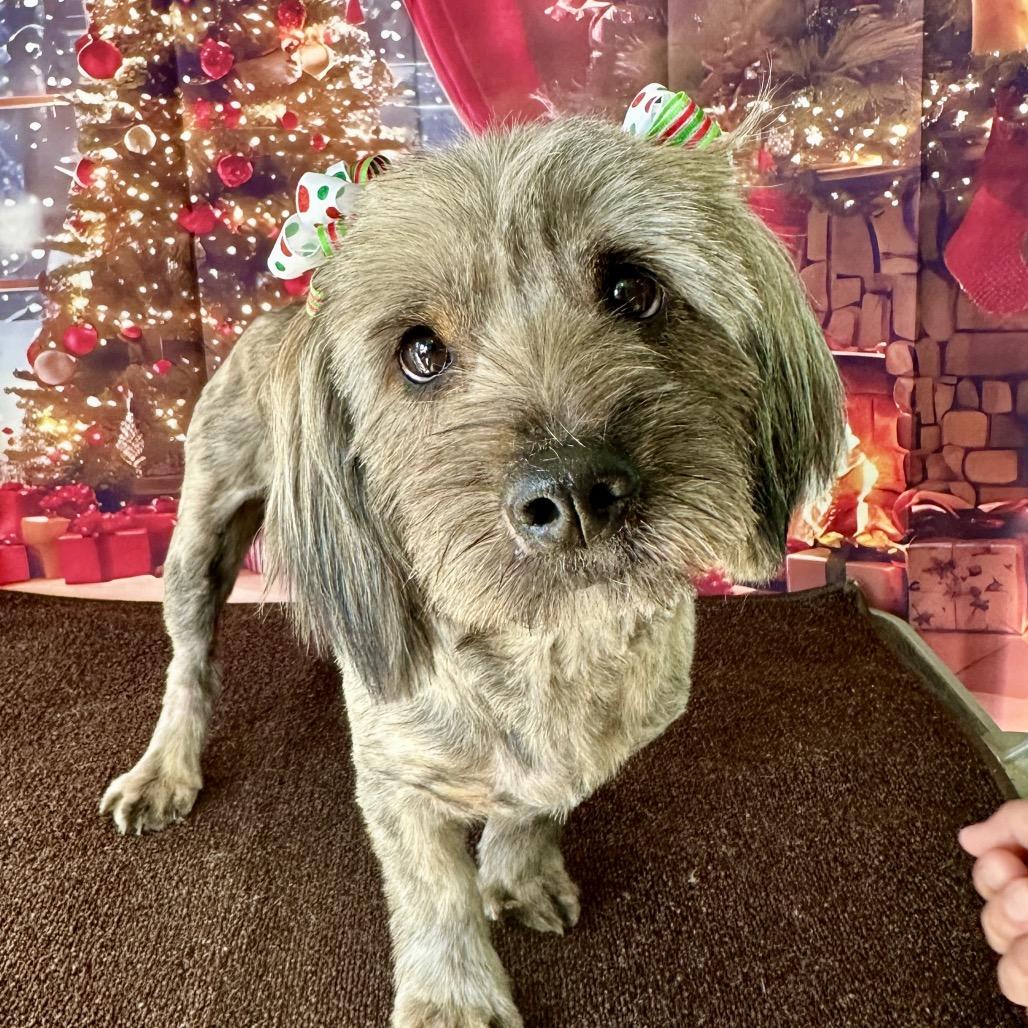 Enlarge Ellie, a Adoptable mixed breed in Long Beach, CA image 2/6