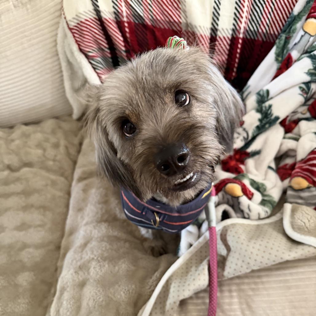 Enlarge Ellie, a Adoptable mixed breed in Long Beach, CA image 3/6