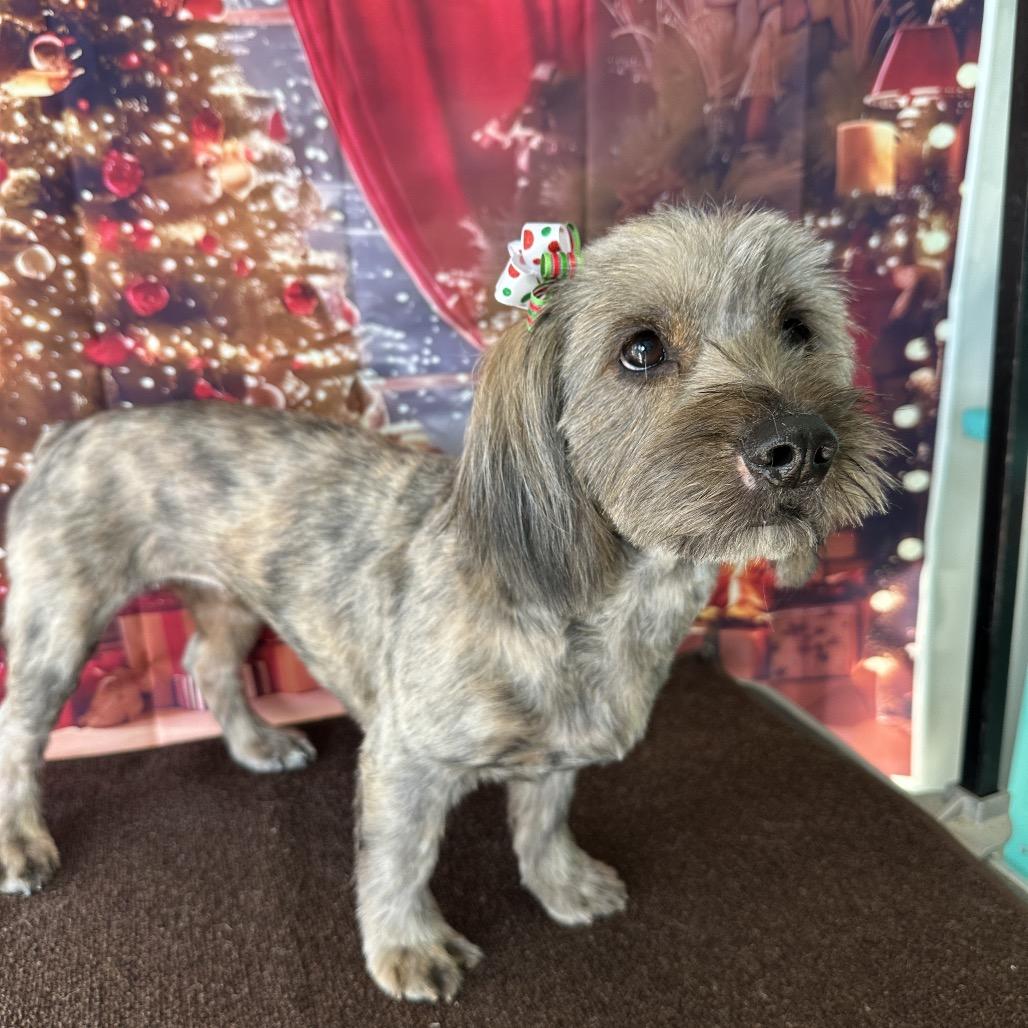 Enlarge Ellie, a Adoptable mixed breed in Long Beach, CA image 4/6