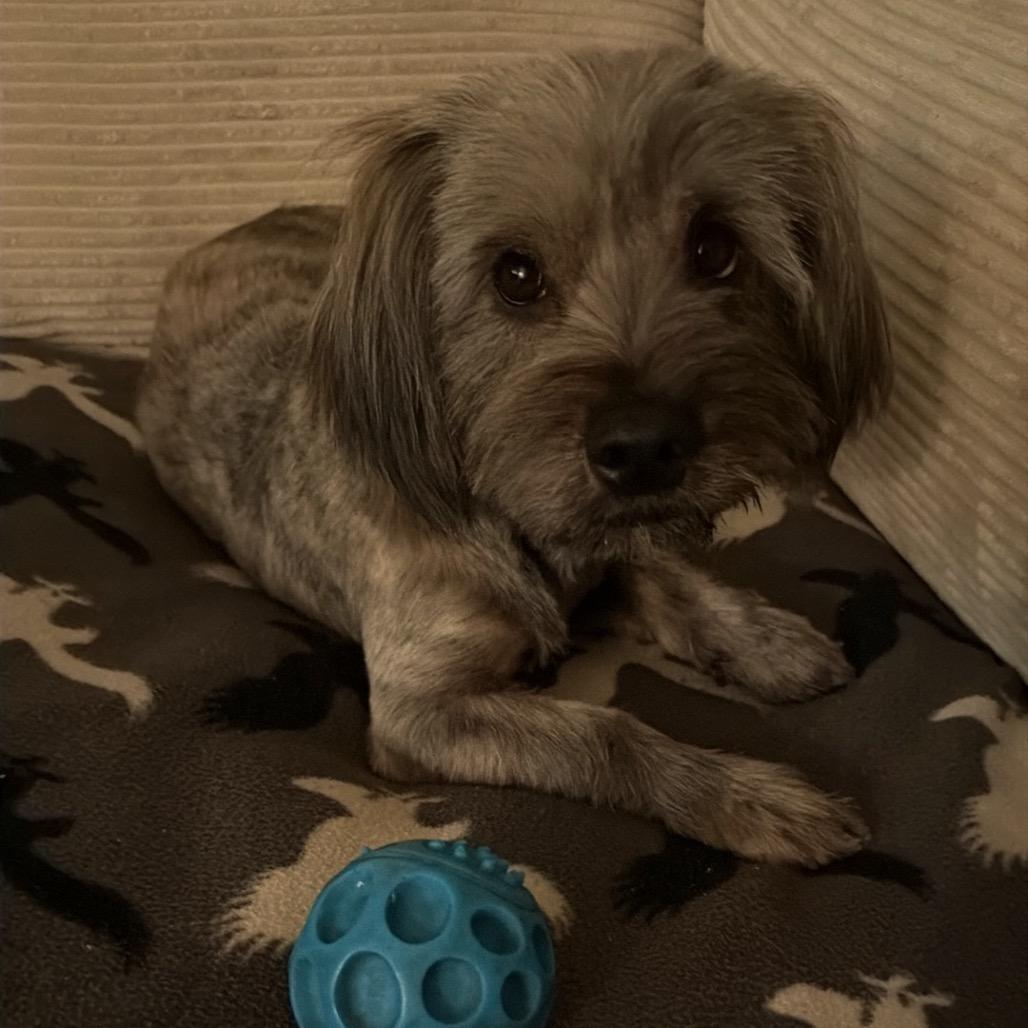 Enlarge Ellie, a Adoptable mixed breed in Long Beach, CA image 6/6