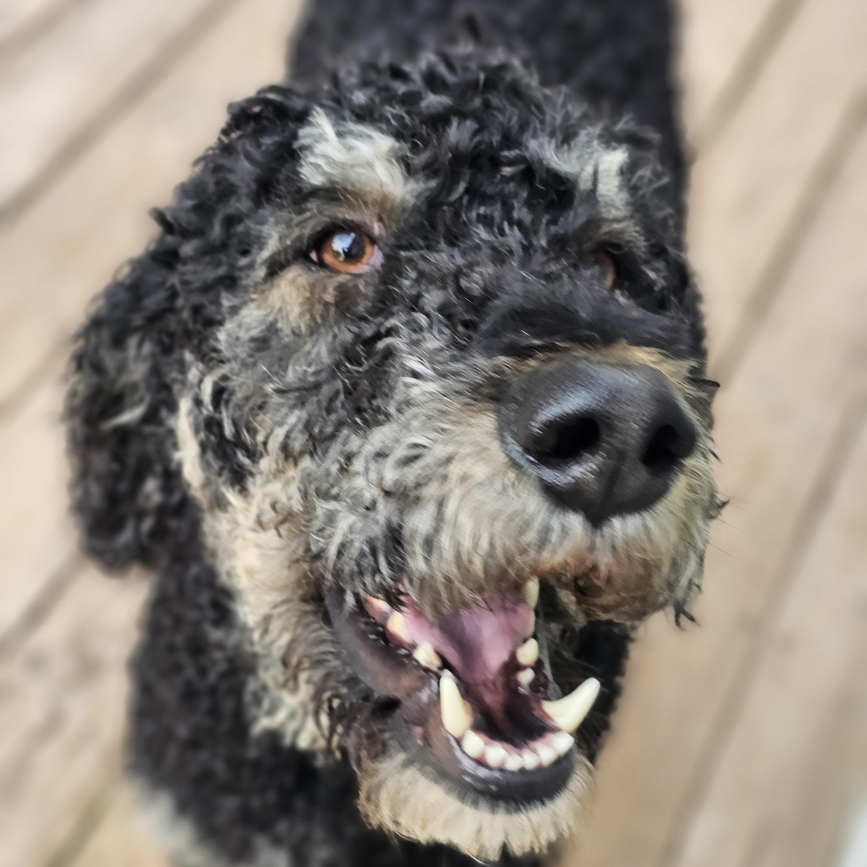 Enlarge Dutch Springfield , a Adoptable Standard Poodle in Springfield , IL image 5/6