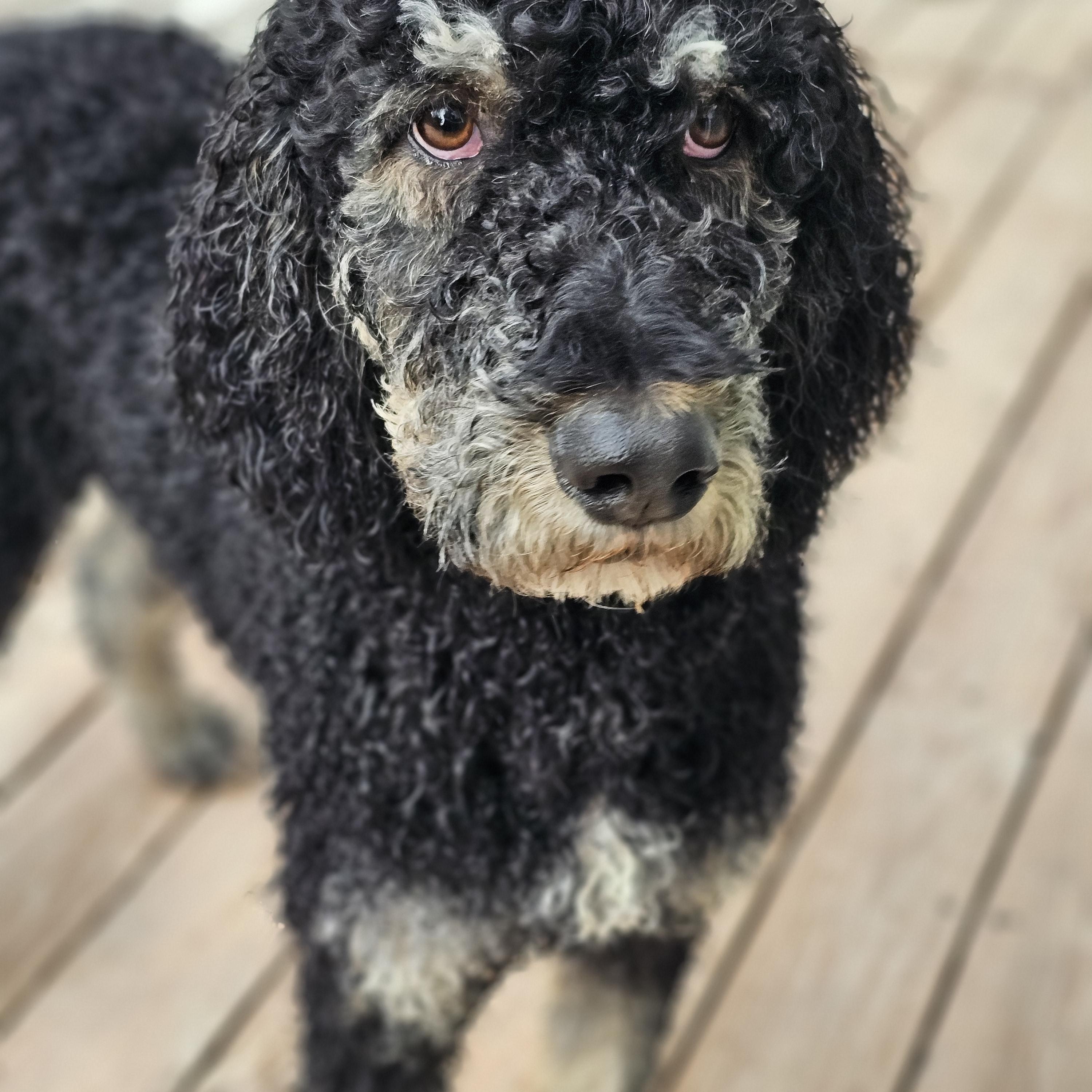 Enlarge Dutch Springfield , a Adoptable Standard Poodle in Springfield , IL image 3/6