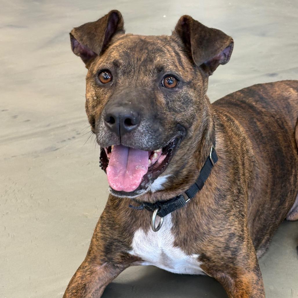 Enlarge Charleston, a Adoptable Mixed Breed in Jacksonville, FL image 1/1