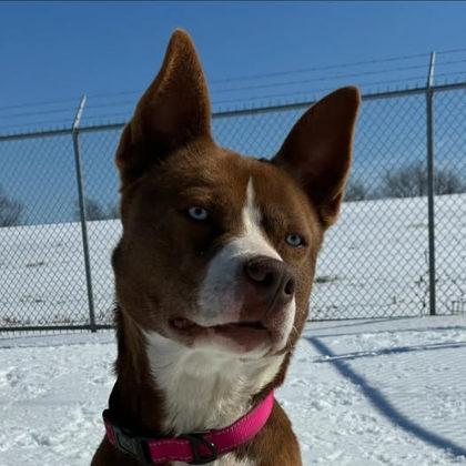 Angel, Adoptable, Adult Male Akita & Mixed Breed.