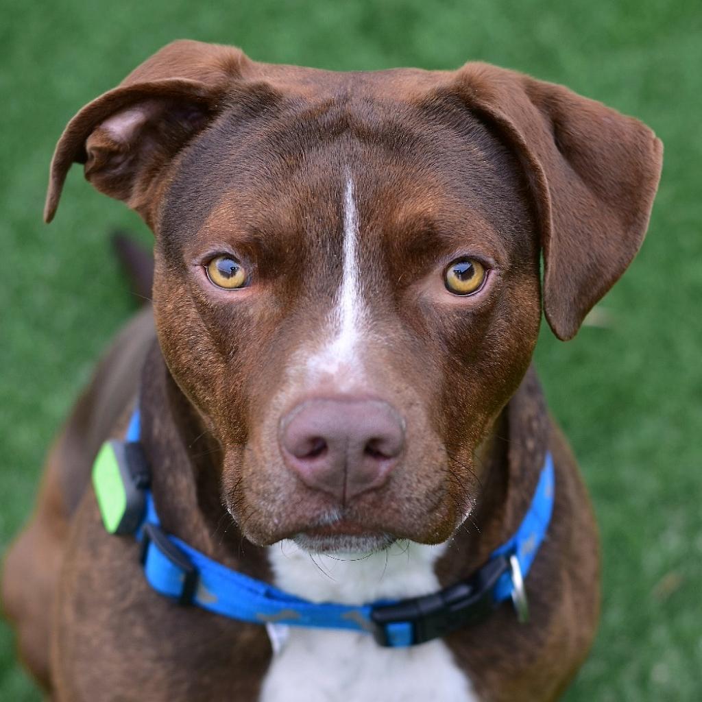 Aster, Adoptable, Senior Male Mixed Breed.