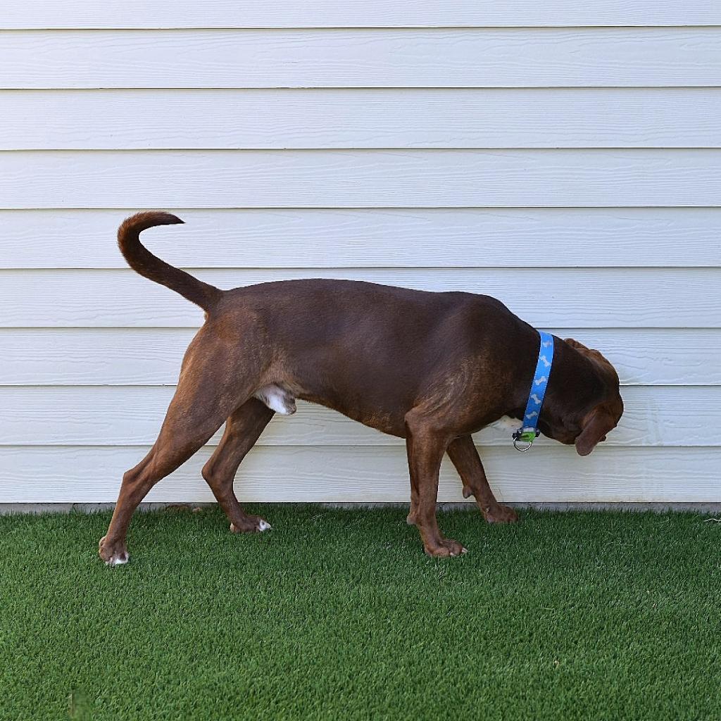 Aster, a Adoptable Mixed Breed in Ottawa, KS image 2/3