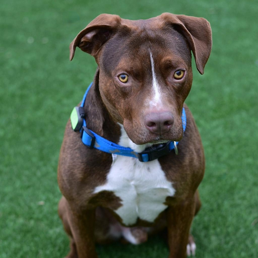 Aster, a Adoptable Mixed Breed in Ottawa, KS image 3/3