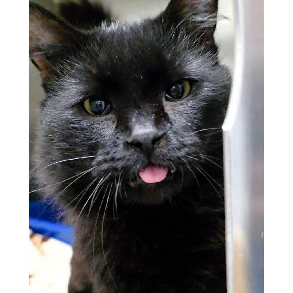 Moe, Adoptable, Adult Male Domestic Short Hair.