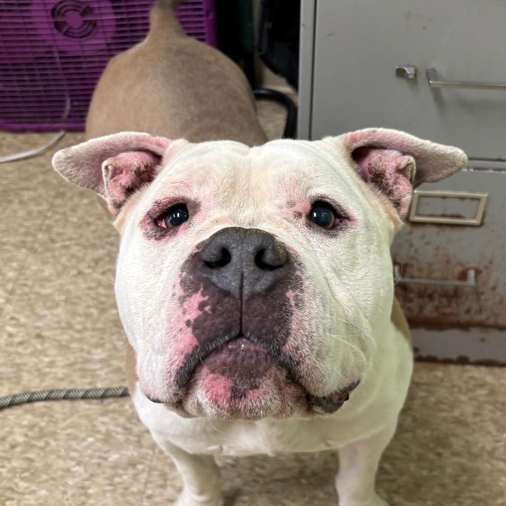 Enlarge Chubs, a Adoptable Pit Bull Terrier in Warren, PA image 1/1